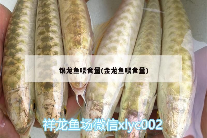 銀龍魚喂食量(金龍魚喂食量) 銀龍魚喂食量(金龍魚喂食量) 銀龍魚百科