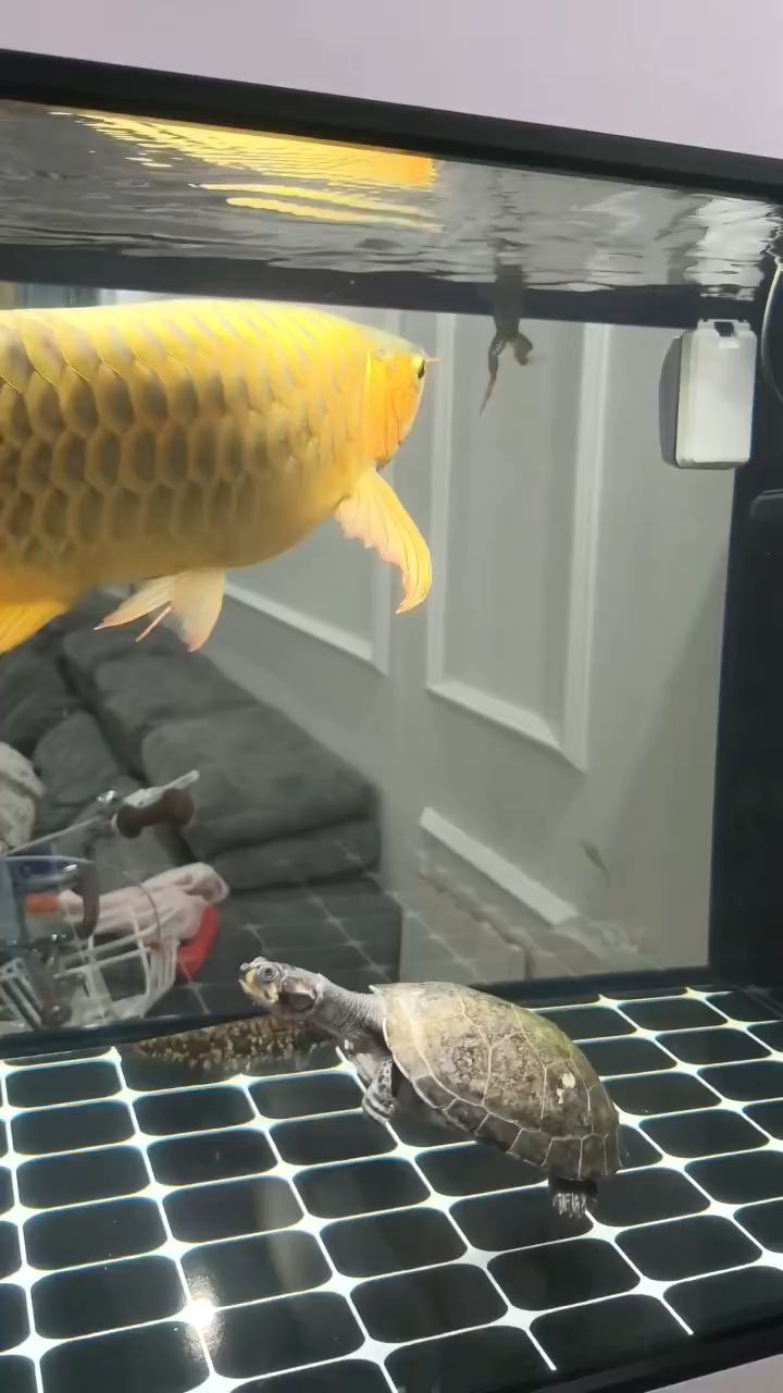 炫