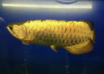 伊罕250容量（伊罕250容積） 伊罕250容量（伊罕250容積） 伊罕水族