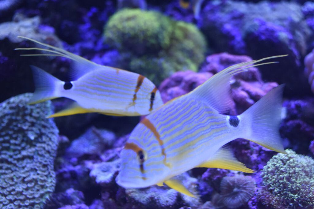 水族館魚類圖片以及介紹：關(guān)于水族館魚類的圖片和介紹和介紹詳情和介紹