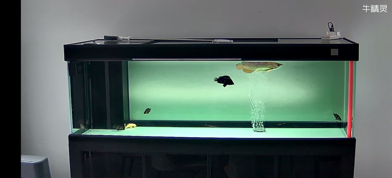 魚還是這幾條魚，但好像魚缸變小了！[baiyan]
