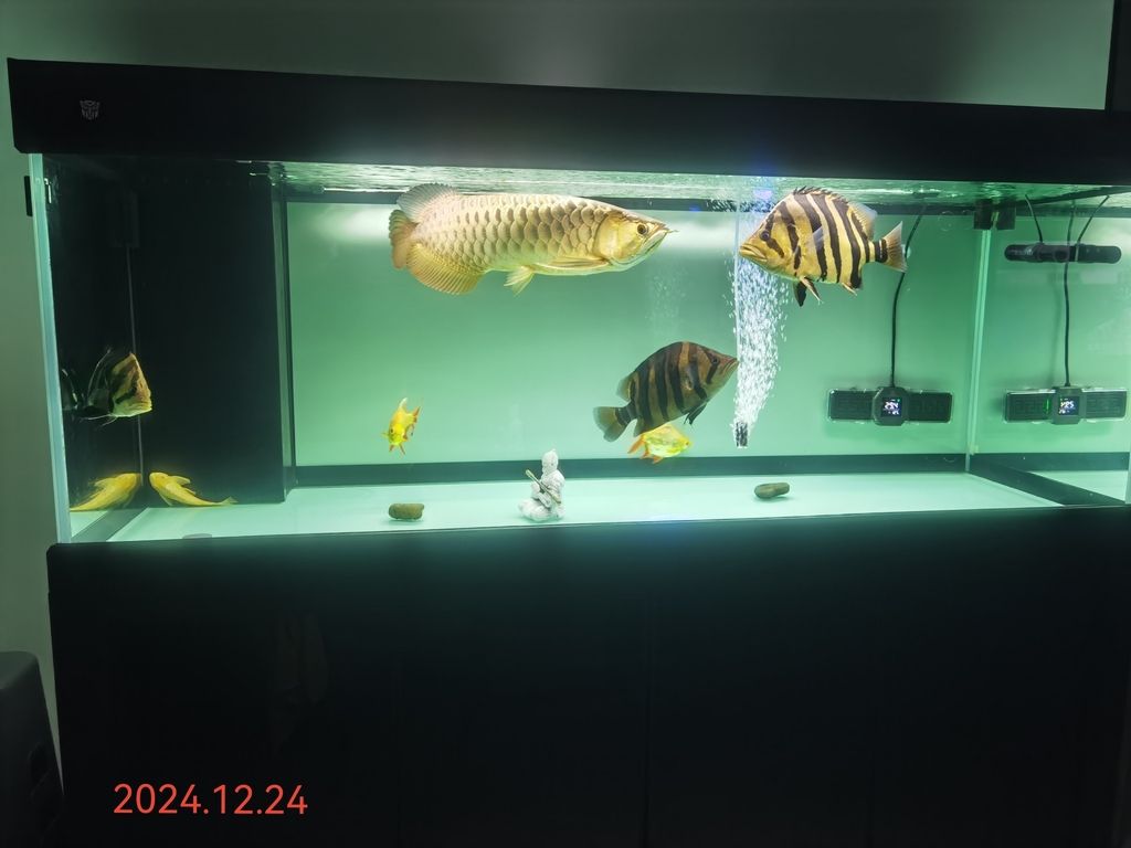 魚還是這幾條魚，但好像魚缸變小了！[baiyan]