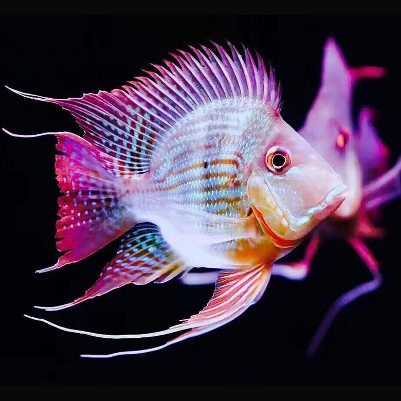 元寶鳳凰.JPG 元寶鳳凰魚艷寶糧：專為元寶鳳凰魚打造的營養(yǎng)魚糧，助力魚兒色彩斑斕、健康成長 元寶鳳凰魚百科 第2張