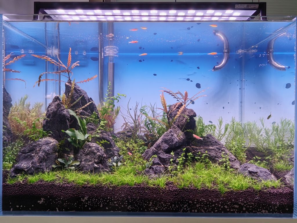 開缸第二階段