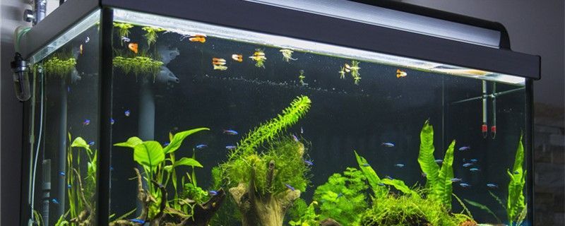魚缸可以放加碘食用鹽嗎換水還要加鹽嗎