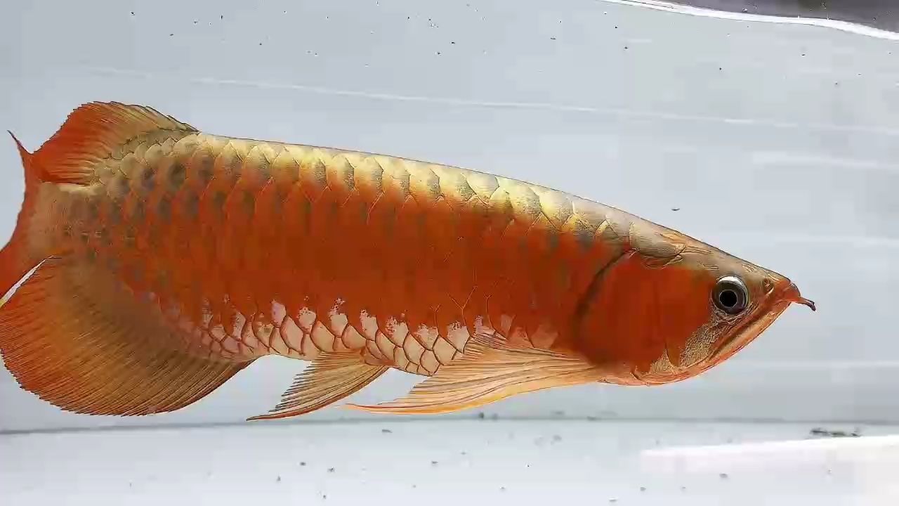 白缸滿片大尾巴45-48cm