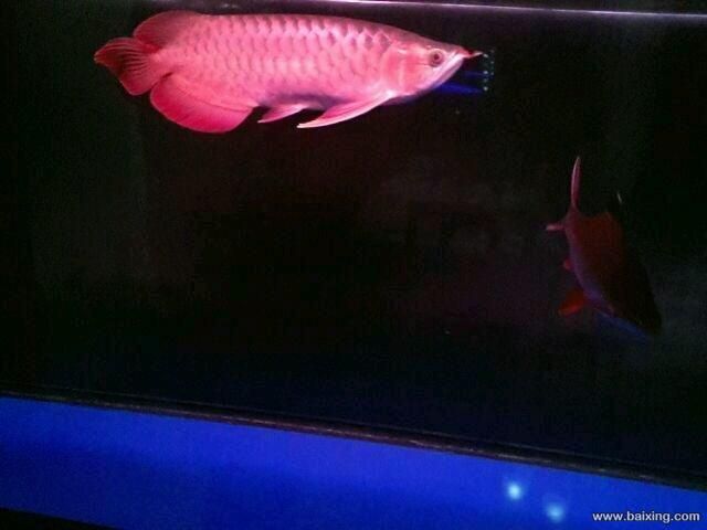 特里斯孟吉爾紅龍多少錢：\"特里斯孟吉爾紅龍多少錢\"