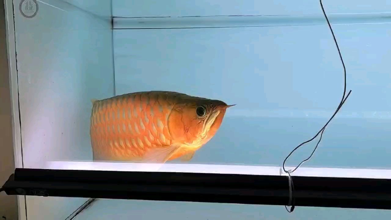 聽歌，看魚