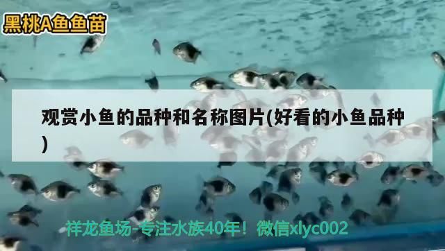 觀賞小魚的品種和名稱圖片(好看的小魚品種)