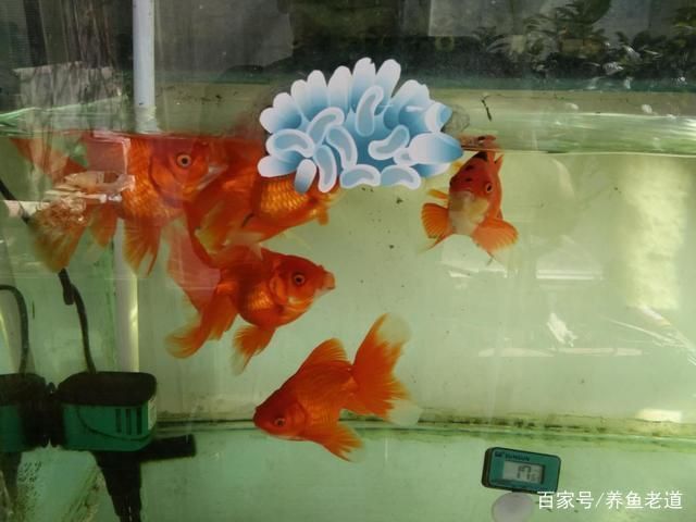 龍魚缸養水多長時間能下魚啊，龍魚缸養水時間需10天至15天以確保水質適宜魚類生存 龍魚缸養水多長時間能下魚啊，龍魚缸養水時間需10天至15天以確保水質適宜魚類生存 魚缸百科 第1張