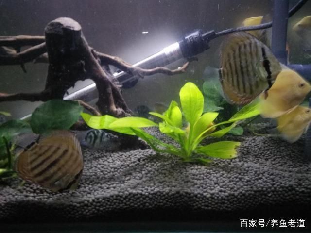 龍魚缸養水多長時間能下魚啊，龍魚缸養水時間需10天至15天以確保水質適宜魚類生存 龍魚缸養水多長時間能下魚啊，龍魚缸養水時間需10天至15天以確保水質適宜魚類生存 魚缸百科 第3張