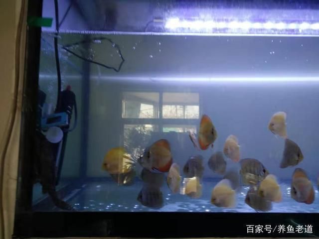 龍魚缸養水多長時間能下魚啊，龍魚缸養水時間需10天至15天以確保水質適宜魚類生存 龍魚缸養水多長時間能下魚啊，龍魚缸養水時間需10天至15天以確保水質適宜魚類生存 魚缸百科 第4張