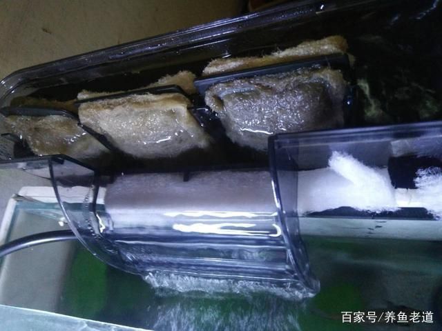 龍魚缸養水多長時間能下魚啊，龍魚缸養水時間需10天至15天以確保水質適宜魚類生存 龍魚缸養水多長時間能下魚啊，龍魚缸養水時間需10天至15天以確保水質適宜魚類生存 魚缸百科 第6張