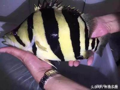 紅龍魚是什么品種的魚：紅龍魚的市場價格趨勢,紅龍魚的繁殖難度大嗎 紅龍魚是什么品種的魚：紅龍魚的市場價格趨勢,紅龍魚的繁殖難度大嗎 紅龍魚百科 第3張