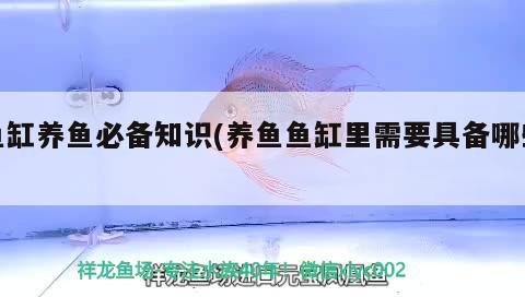 魚缸養(yǎng)魚必備知識(養(yǎng)魚魚缸里需要具備哪些) 魚缸養(yǎng)魚必備知識(養(yǎng)魚魚缸里需要具備哪些) 可麗愛魚缸