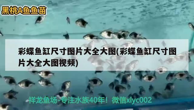 彩蝶魚缸尺寸圖片大全大圖(彩蝶魚缸尺寸圖片大全大圖視頻) 彩蝶魚缸尺寸圖片大全大圖(彩蝶魚缸尺寸圖片大全大圖視頻) iwish愛唯希品牌魚缸