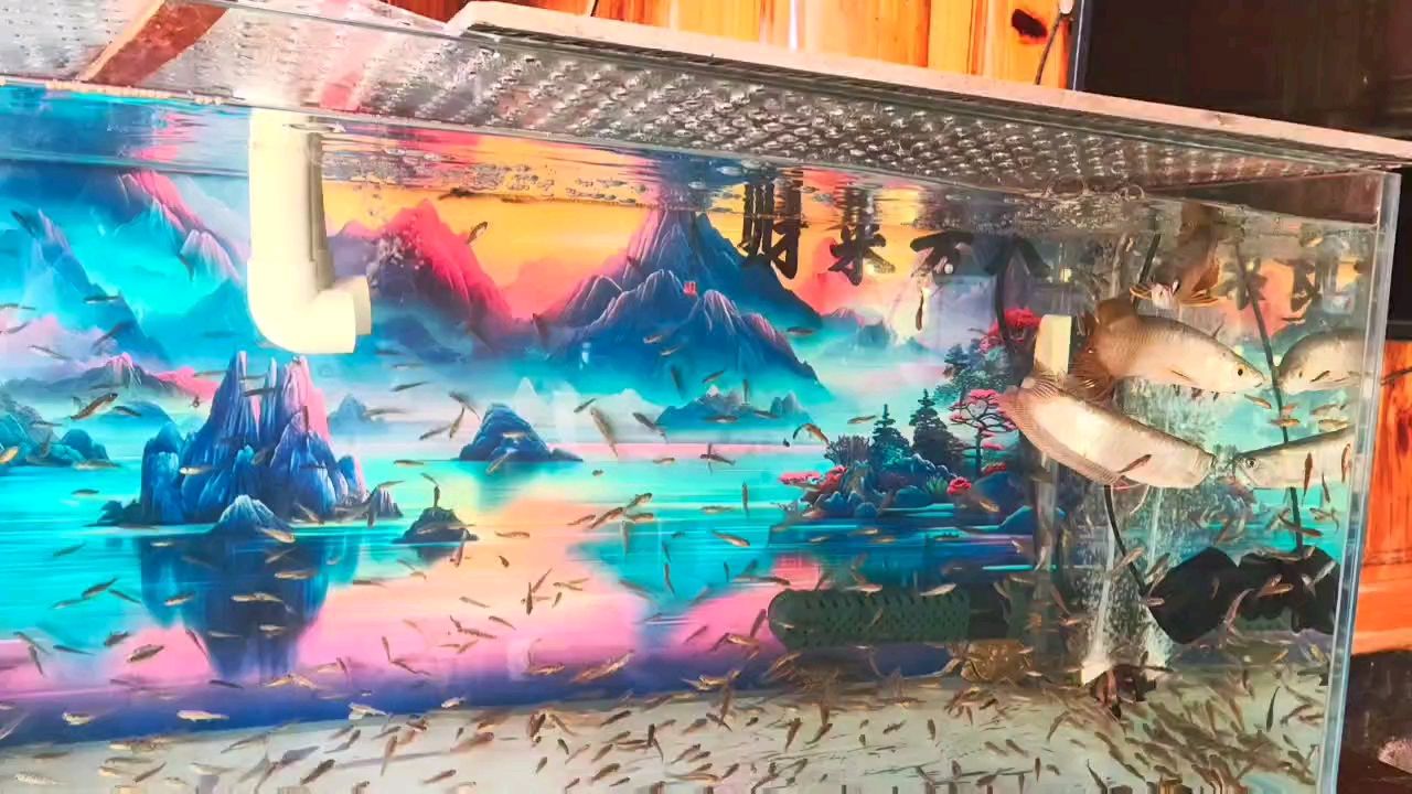 論多條龍魚混養(yǎng)配魚 龍魚論壇 第1張 論多條龍魚混養(yǎng)配魚 論多條龍魚混養(yǎng)配魚 龍魚論壇 第1張