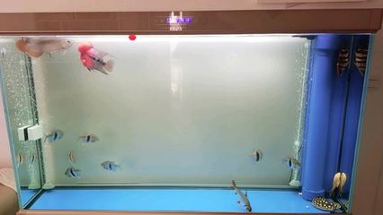 1米5的魚缸玻璃厚度是多少（1米5的魚缸玻璃厚度是多少毫米）