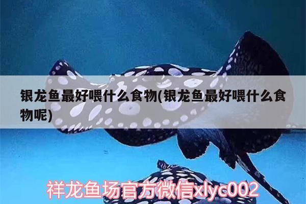 銀龍魚最好喂什么食物(銀龍魚最好喂什么食物呢) 銀龍魚最好喂什么食物(銀龍魚最好喂什么食物呢) 銀龍魚百科