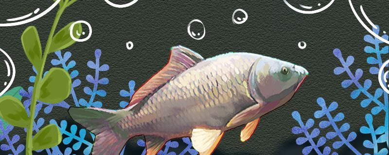 鯉魚是河魚還是海魚在海里能活嗎