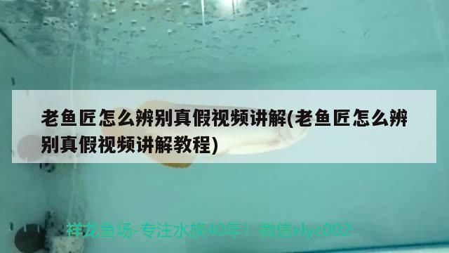 老魚(yú)匠怎么辨別真假視頻講解(老魚(yú)匠怎么辨別真假視頻講解教程)