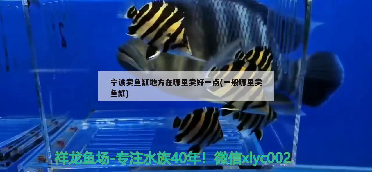 寧波賣魚缸地方在哪里賣好一點(一般哪里賣魚缸)