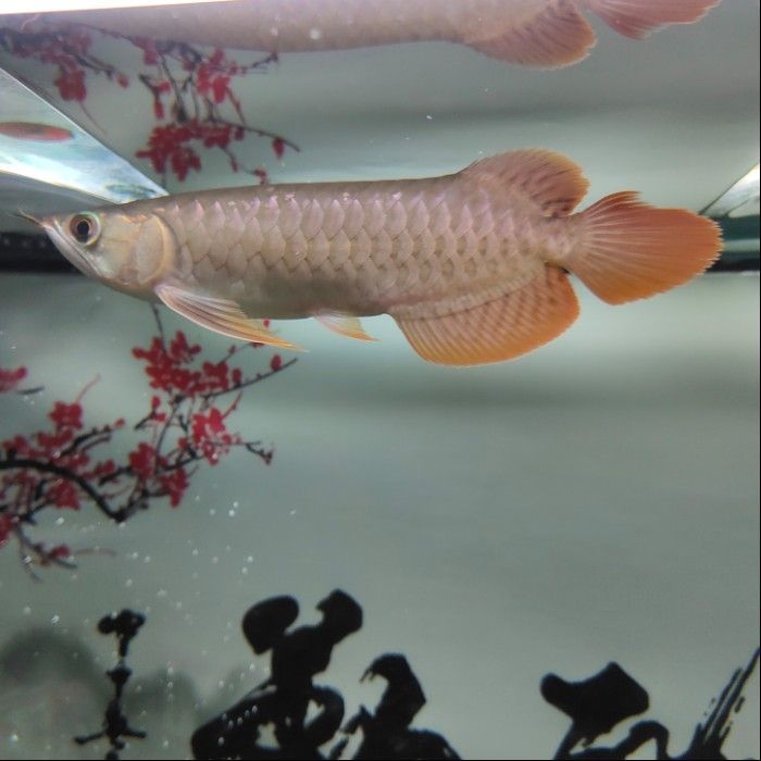 廈門市湖里區田園莊花藝店 廈門市湖里區田園莊花藝店 全國水族館企業名錄 第2張