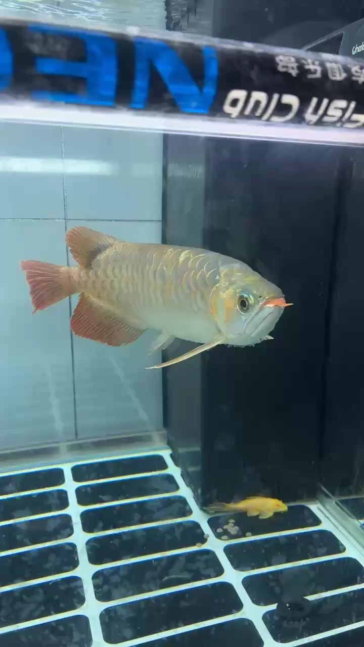 魚缸用增氧泵價格是多少:魚缸增氧機-xtrac增氧機-xtrac增氧機 兜嘴了,除了手術,有什么好方法能糾正? 龍魚論壇 兜嘴了,除了手術,有什么好方法能糾正? 兜嘴了,除了手術,有什么好方法能糾正? 龍魚論壇