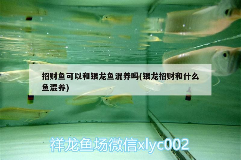 招財(cái)魚(yú)可以和銀龍魚(yú)混養(yǎng)嗎(銀龍招財(cái)和什么魚(yú)混養(yǎng))