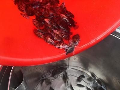 馬印燈能放到水里嗎有毒嗎：馬印燈可以放在水面上，也可以放在水面上，有毒嗎