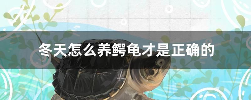 冬天怎么養鱷龜才是正確的