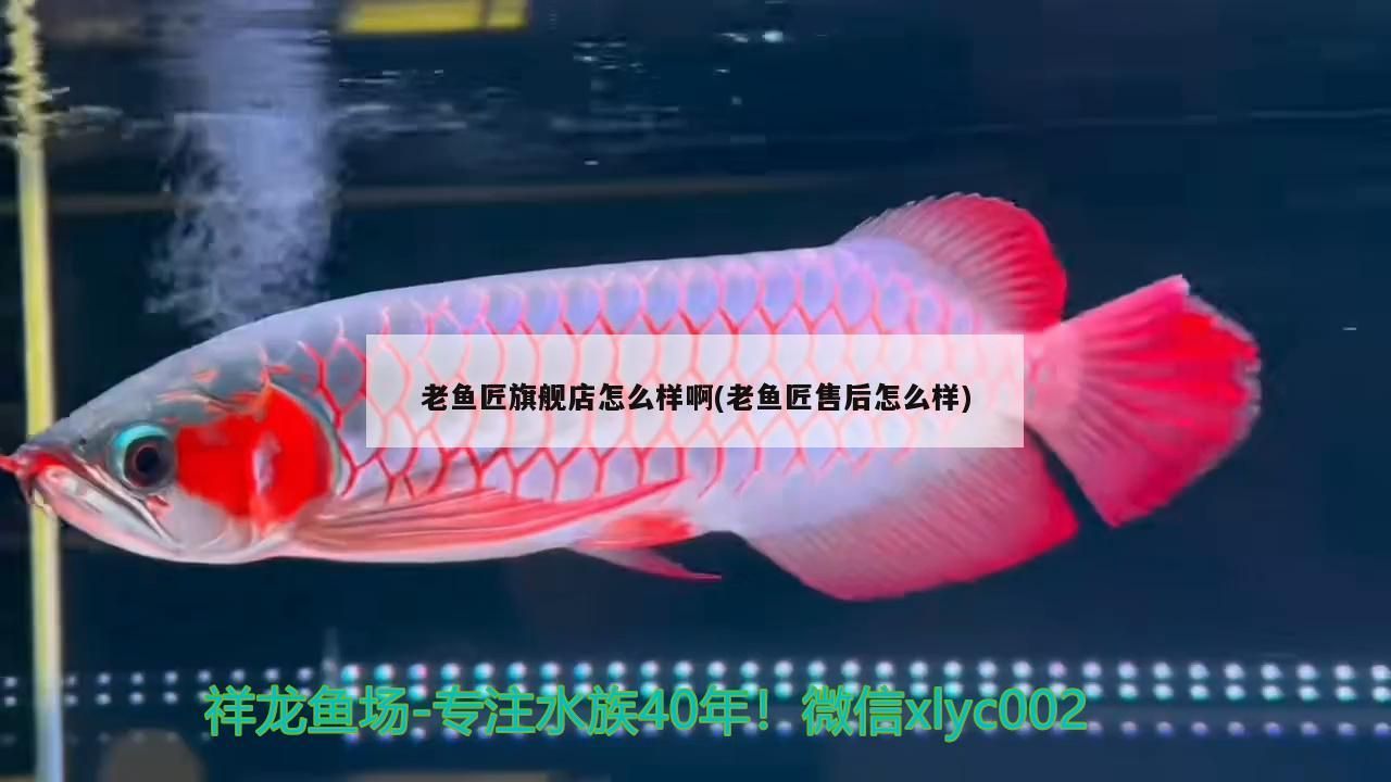 老魚匠旗艦店怎么樣啊(老魚匠售后怎么樣)