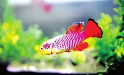 虎魚生長期營養(yǎng)搭配建議,虎魚營養(yǎng)不良的常見癥狀,虎魚飼料自制方法介紹 虎魚百科 第4張 虎魚生長期營養(yǎng)搭配建議,虎魚營養(yǎng)不良的常見癥狀,虎魚飼料自制方法介紹 虎魚生長期營養(yǎng)搭配建議,虎魚營養(yǎng)不良的常見癥狀,虎魚飼料自制方法介紹 虎魚百科 第4張