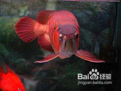 龍魚翻腮多久就硬化了呢vs祥龍魚場：祥龍魚場龍魚養殖技術，龍魚翻腮硬化的判斷標準