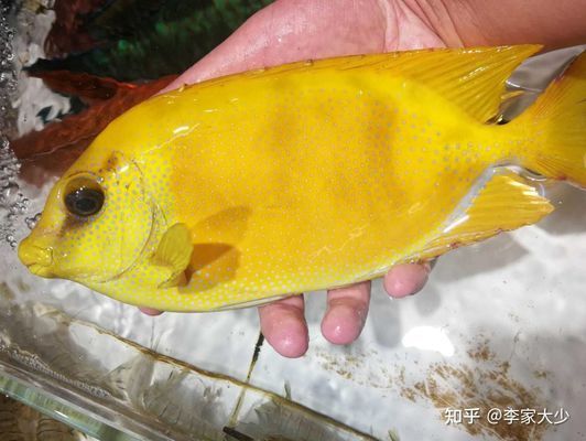 海南水族館觀賞魚批發(fā)（海南水族館批發(fā)市場）