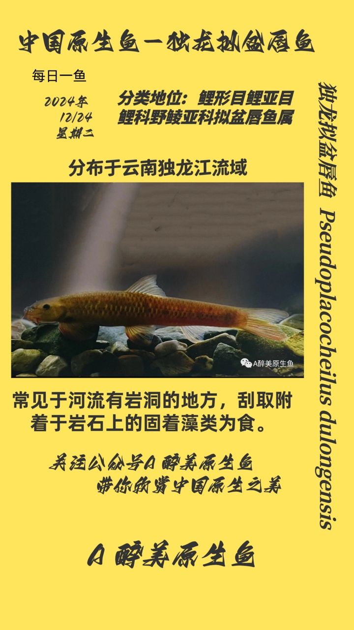 獨龍擬盆唇魚