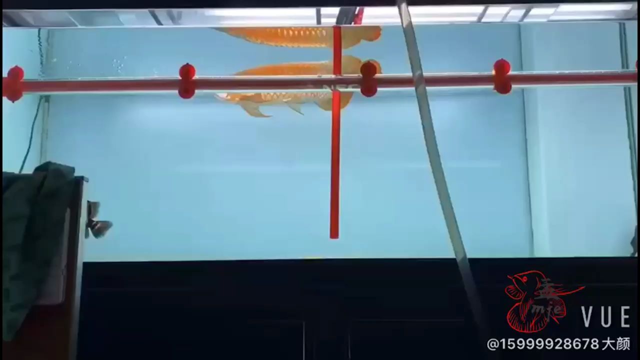 孟吉爾～孟吉爾萬吉泰虎 孟吉爾～孟吉爾萬吉泰虎 廣州孟吉爾 第1張