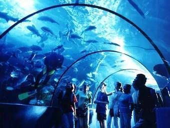 水族館是什么行業(yè)類目：水族館行業(yè)前景如何 水族館是什么行業(yè)類目：水族館行業(yè)前景如何 水族館百科（水族館加盟） 第5張