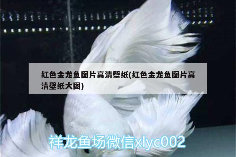 紅色金龍魚圖片高清壁紙(紅色金龍魚圖片高清壁紙大圖)