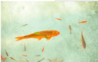龍魚的水怎么養才好