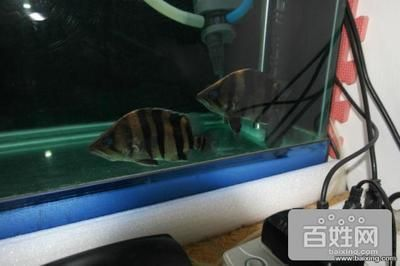 過背金龍魚幼魚能長(zhǎng)多大圖片：如何辨別過背金龍魚幼魚健康，過背金龍魚成年體型對(duì)比