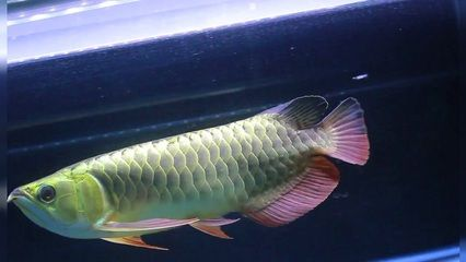 過背金龍魚日常護理技巧：如何判斷過背金龍魚健康狀況 過背金龍魚日常護理技巧：如何判斷過背金龍魚健康狀況 金龍魚百科 第5張
