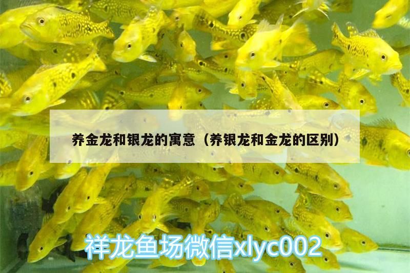 養金龍和銀龍的寓意（養銀龍和金龍的區別）