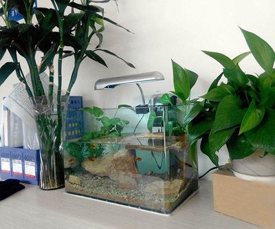 辦公室養魚有什么講究（辦公室養魚的風水原則） 辦公室養魚有什么講究（辦公室養魚的風水原則） 廣州孟吉爾 第3張
