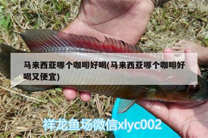 馬來西亞哪個咖啡好喝(馬來西亞哪個咖啡好喝又便宜) 馬來西亞哪個咖啡好喝(馬來西亞哪個咖啡好喝又便宜) 馬來西亞咖啡