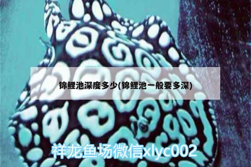 錦鯉池深度多少(錦鯉池一般要多深)