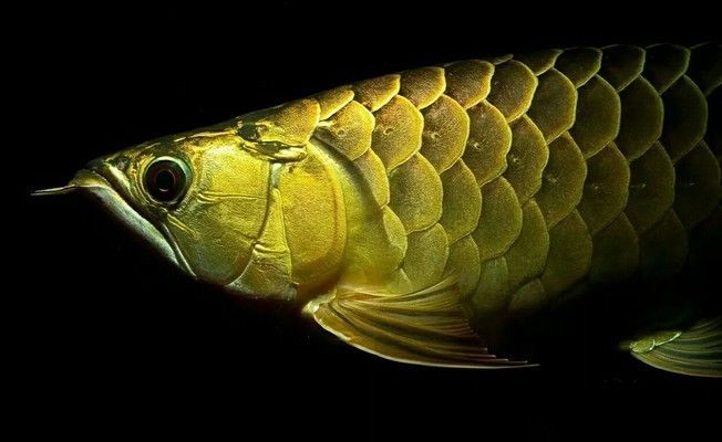 一米龍魚工作室的主要業務是什么？，一米龍魚工作室主要業務涉及水族館設計、魚缸定制以及相關設備銷售