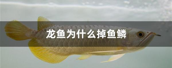 創(chuàng)寧和yee加熱棒哪個(gè)好（創(chuàng)寧加熱棒和yee加熱棒）