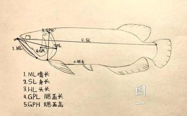 紅龍魚尺寸怎么量：紅龍魚體形尺寸的測量方法