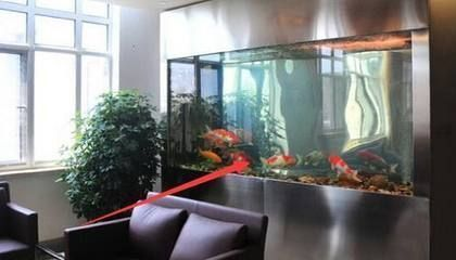 魚缸為啥要養一尾黑色的魚呢，如何搭配魚缸色彩提升美感